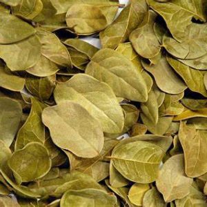 Chá de boldo do chile 25g